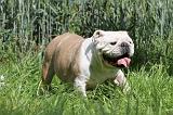 BULLDOG ANGLAIS 040
